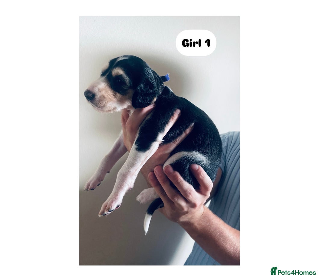 Saluki dogs for sale: KC registered Saluki puppies - Image 3