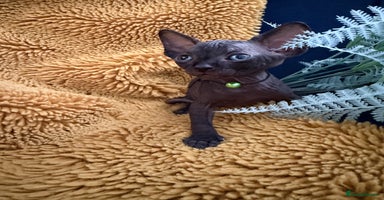 Sphynx cats - Advert 8
