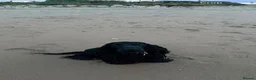 Cocker Spaniel dogs for sale: Show cocker for sale - Advert 4