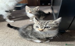 Domestic Shorthair cats for sale: 3 female kittens  - Image 4