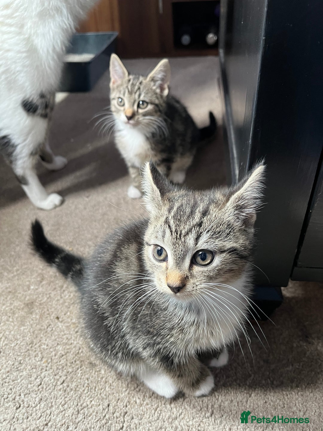 Domestic Shorthair cats for sale: 3 female kittens  - Image 4