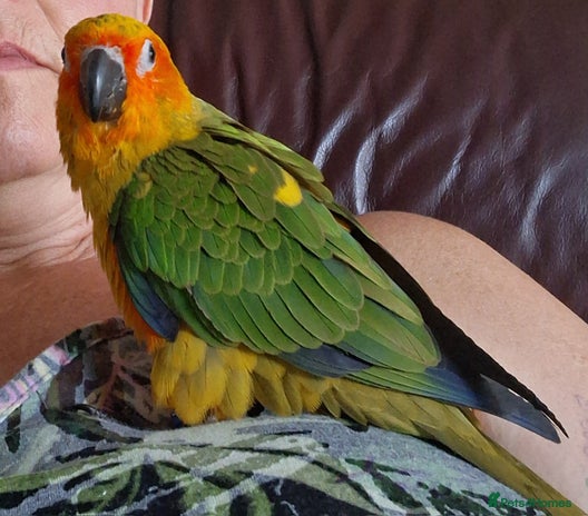 Conures birds - Advert 2