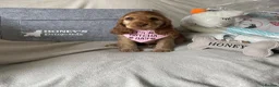 Cocker Spaniel dogs for sale: 💛Show Cocker Spaniel Litter – Waiting List Open - Advert 7
