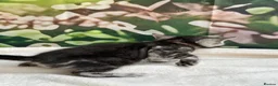 Bengal cats for sale: Rare Silver smoke Baby Bengals  in Stowmarket - Advert 28