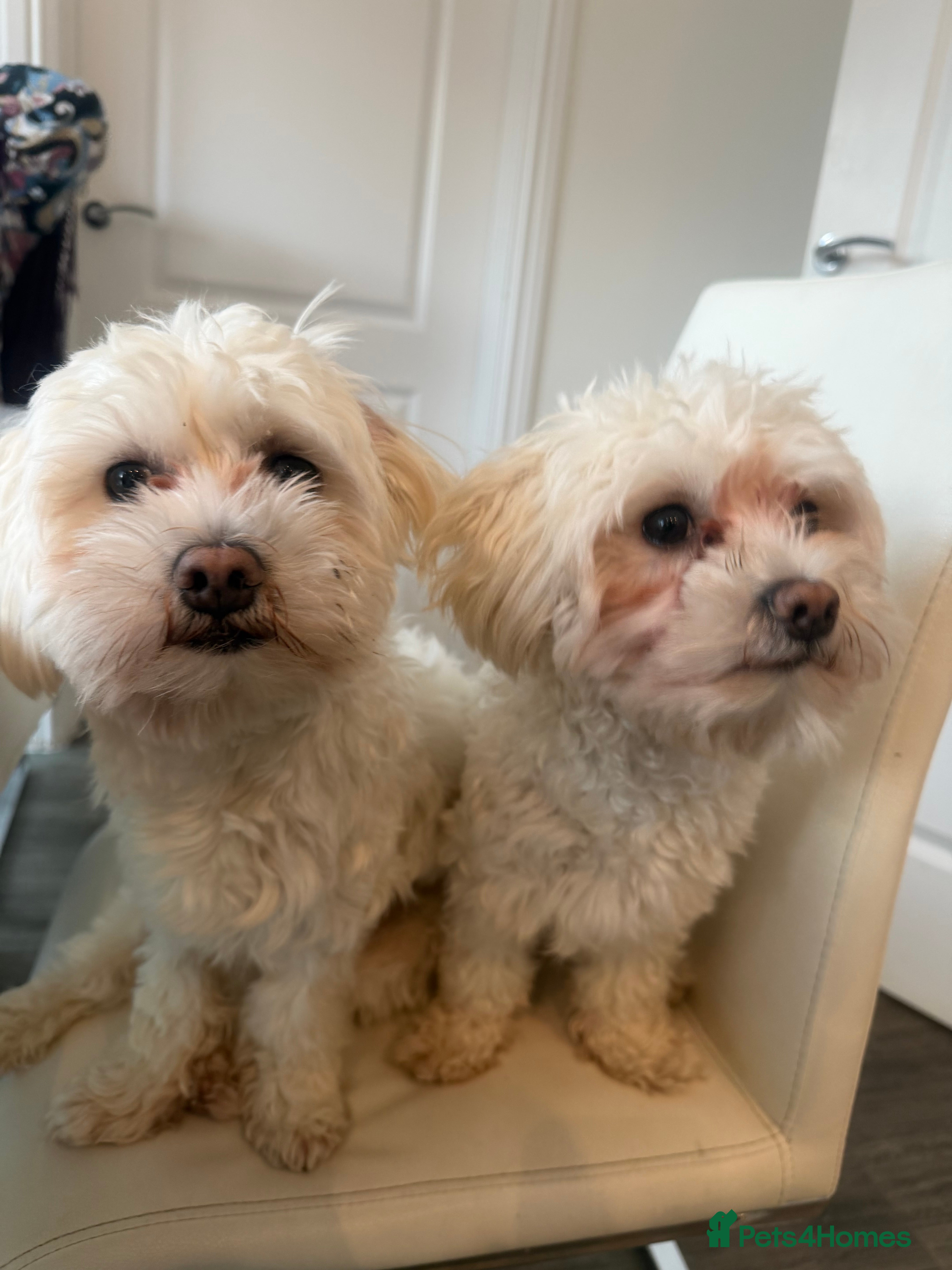 Bichon Frise dogs Two Mini Bichon Frise Ready for their New Home - Advert 4