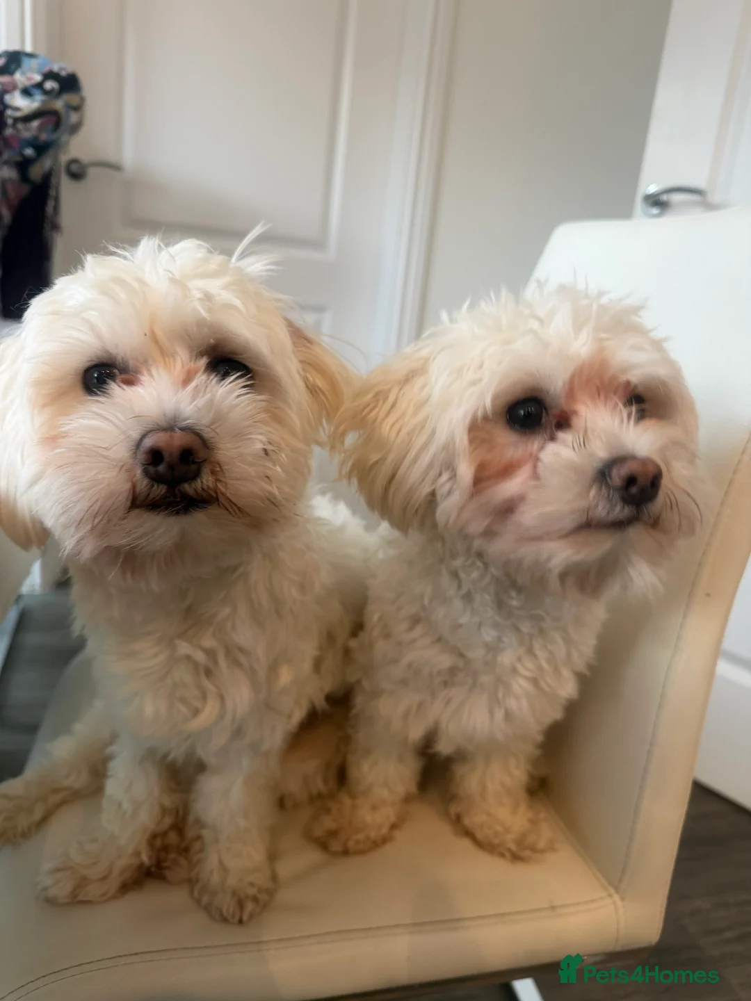 Bichon Frise dogs for sale: Two Mini Bichon Frise Ready for their New Home - Advert 2