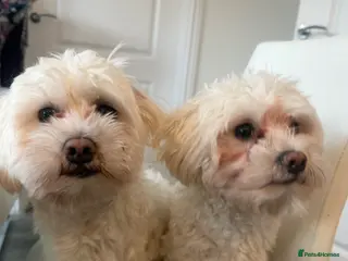 Bichon Frise dogs Two Mini Bichon Frise Ready for their New Home - Advert 5