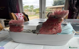 Cockatoo birds for sale: Hand reared Baby Galah Cockatoos  - Image 1