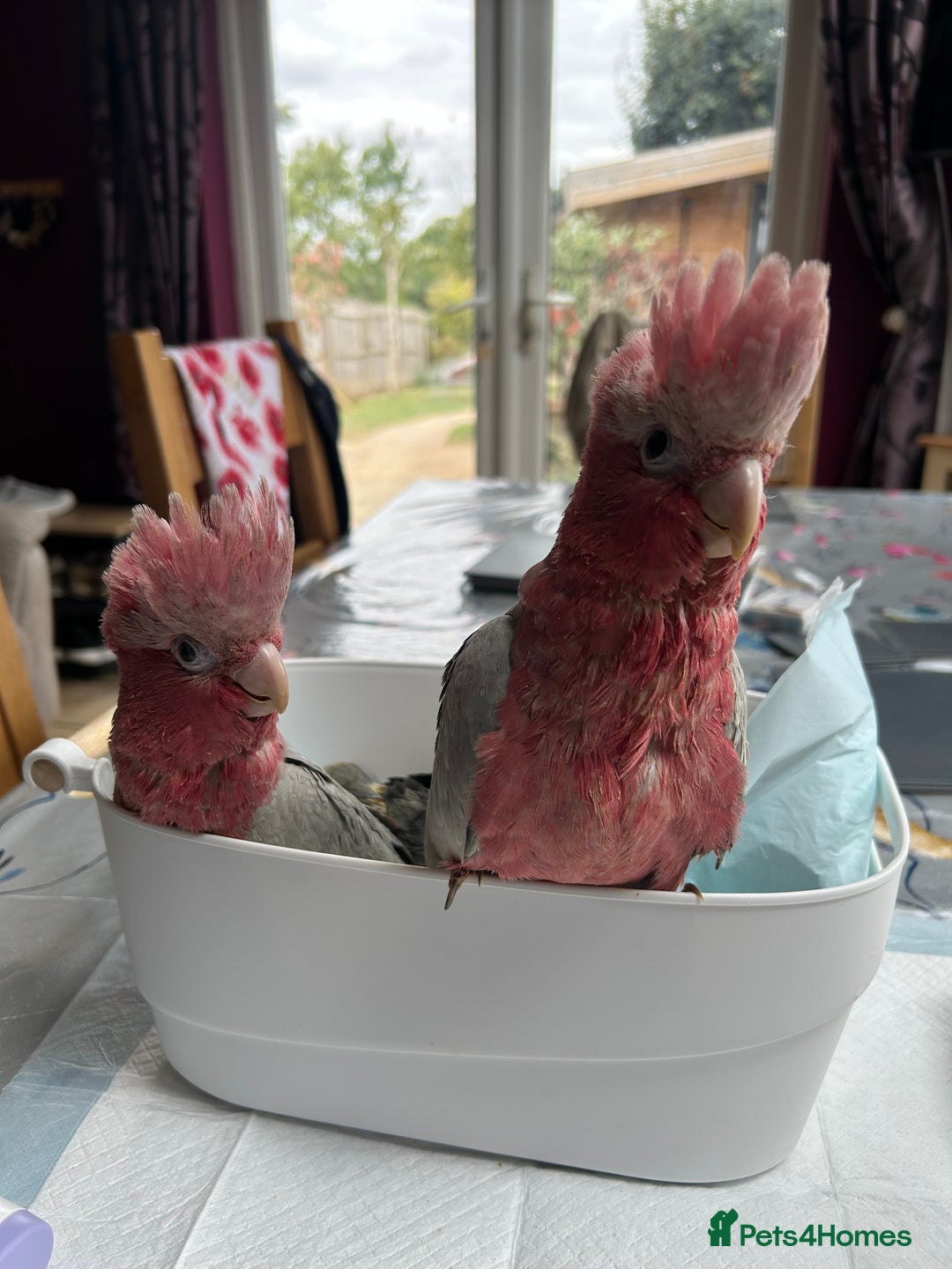 Cockatoo birds for sale: Hand reared Baby Galah Cockatoos  - Image 1