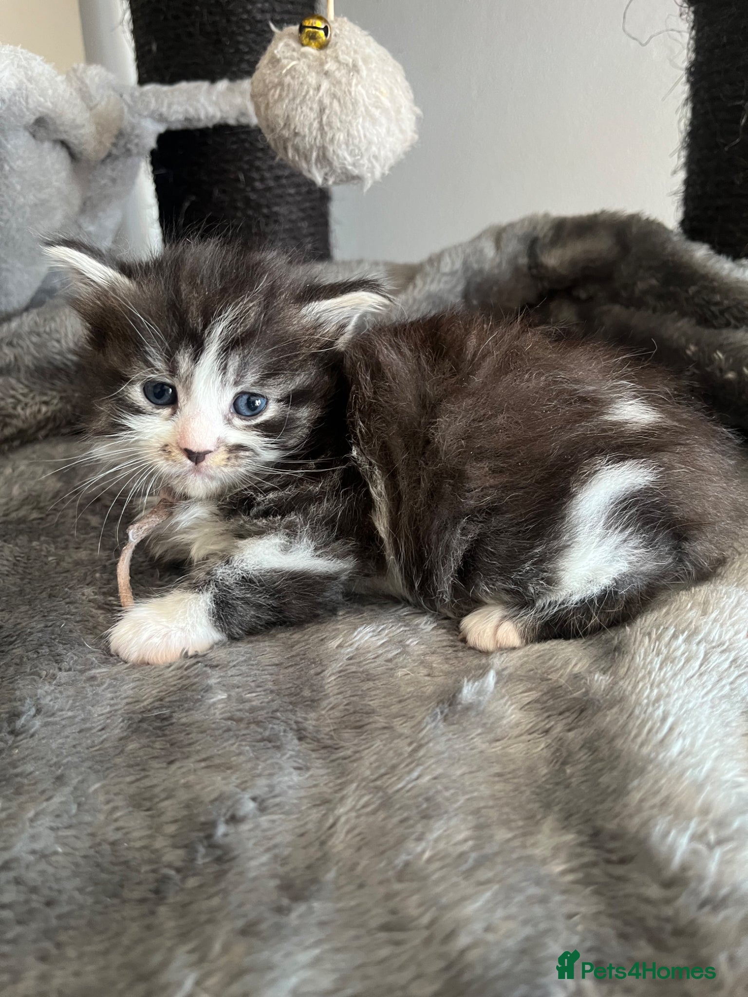 Maine Coon cats Mainecoon kittens  - Advert 16