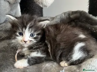 Maine Coon cats Mainecoon kittens - Advert 12