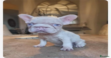 French Bulldog dogs - Advert 12
