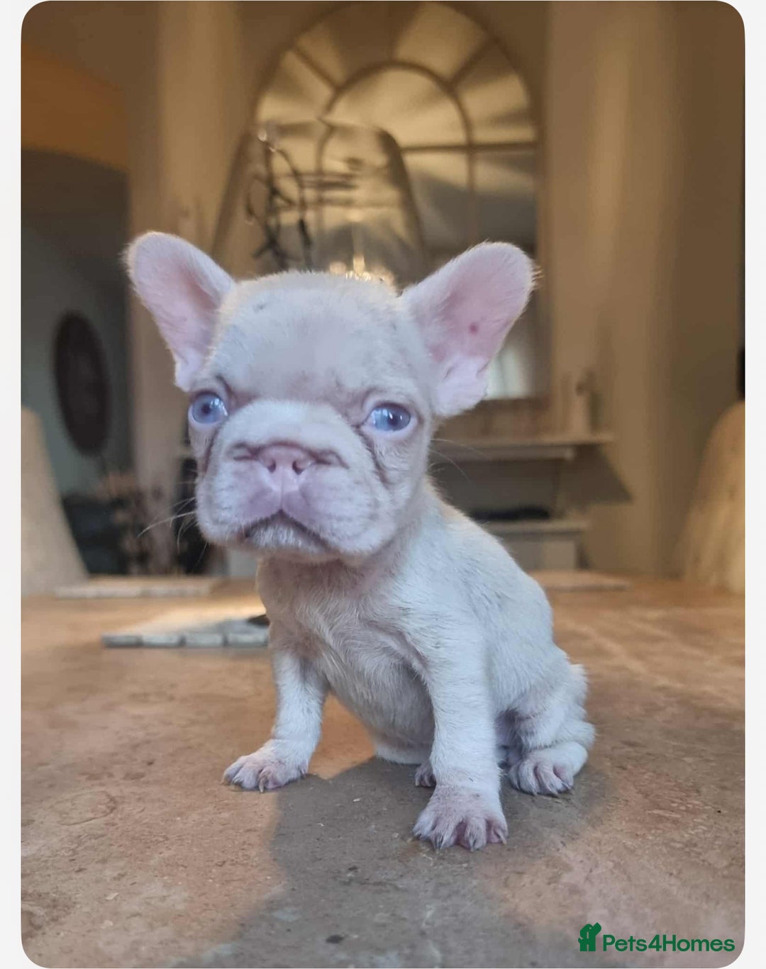 French Bulldog dogs for sale: Beautiful French bulldogs  - Image 2
