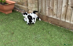 Domestic Shorthair cats for sale: Adorable Kittens Looking for a Loving Home, 🏡 - Image 15