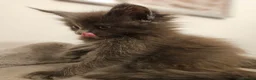 Maine Coon cats for sale: XL Russian main coons in Manchester - Advert 20