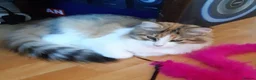 Siberian cats for sale: Gorgeous Siberian Girl - Advert 6