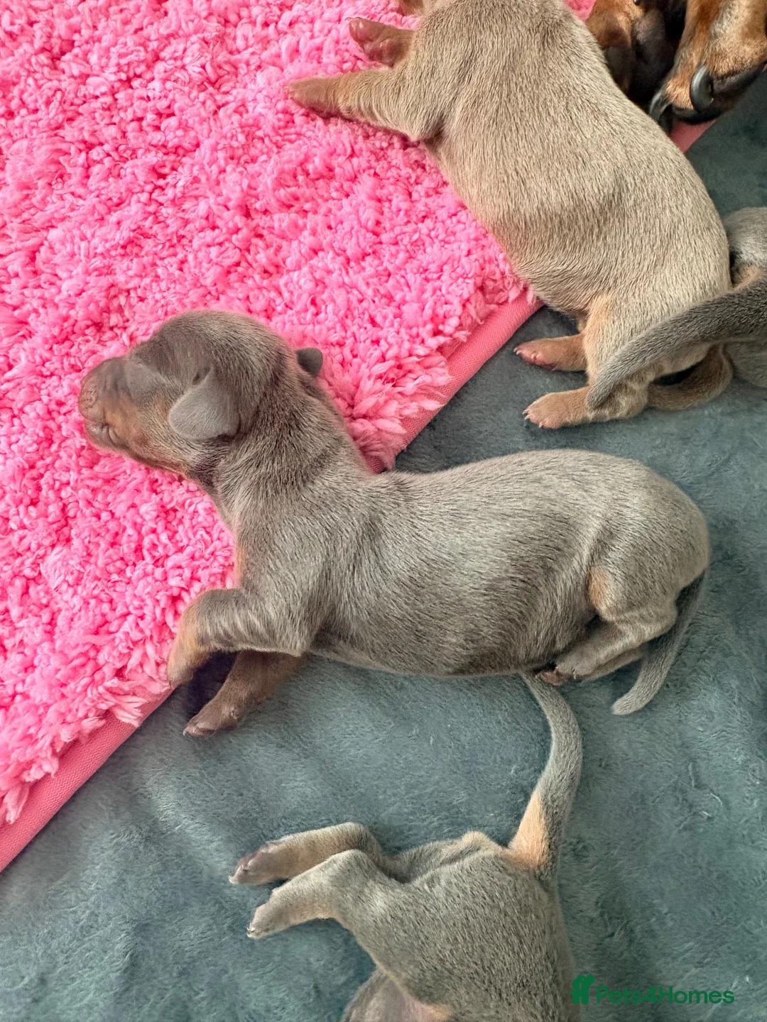 Miniature Dachshund dogs for sale: Beautiful blue/isabelle and tan puppies  - Advert 10