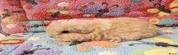 Guinea Pig rodents for sale: Baby Boars in longhaired breeds & teddies  - Advert 11