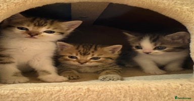Mixed Breed cats - Advert 12
