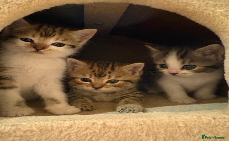 Mixed Breed cats - Advert 3