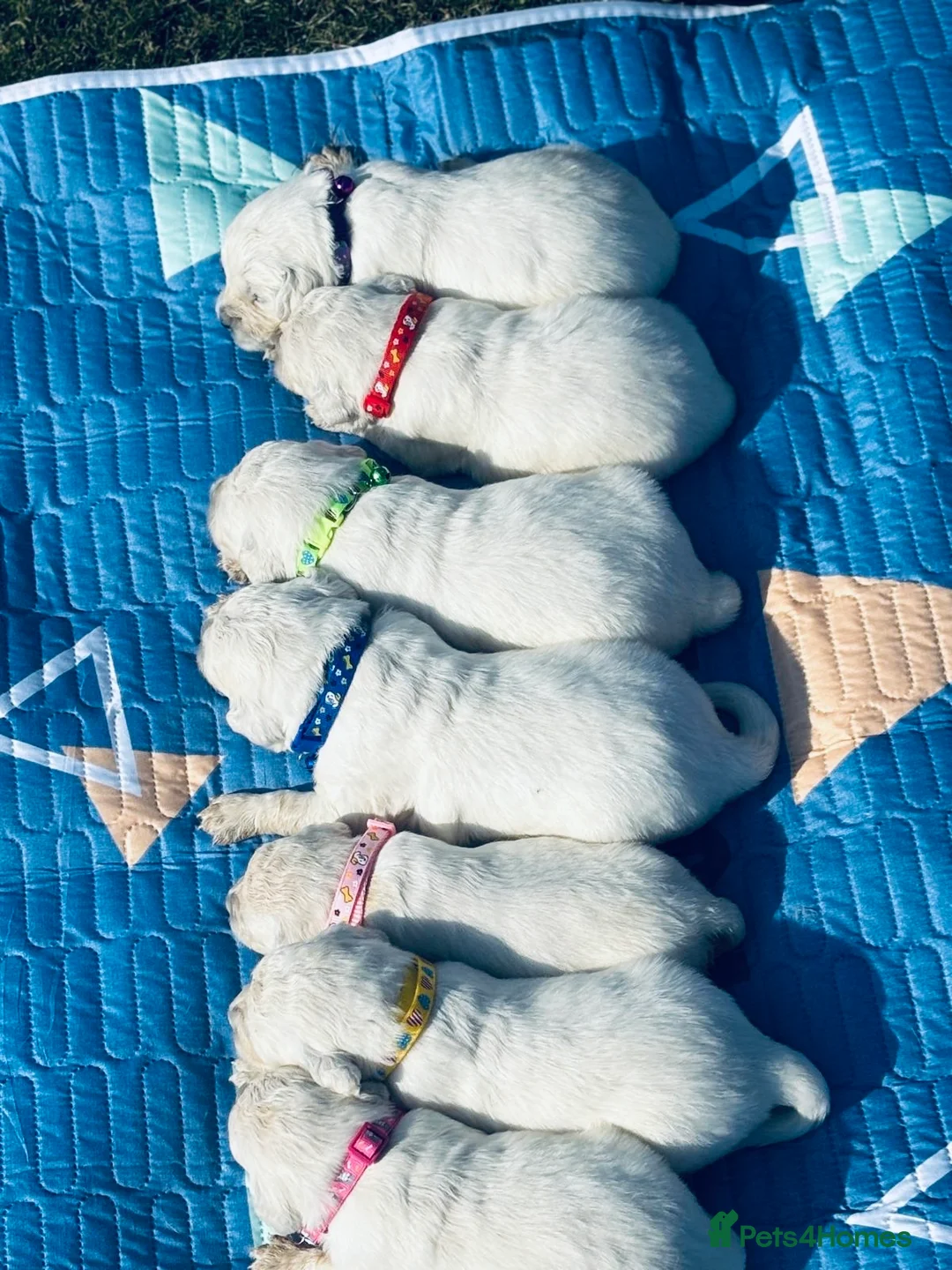 Golden Retriever dogs for sale: Stunning cream litter golden Retrivers  in Doncaster - Advert 2