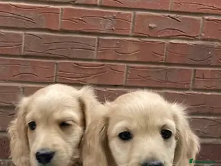 Miniature Dachshund dogs English cream longhair miniature daschound - Advert 18