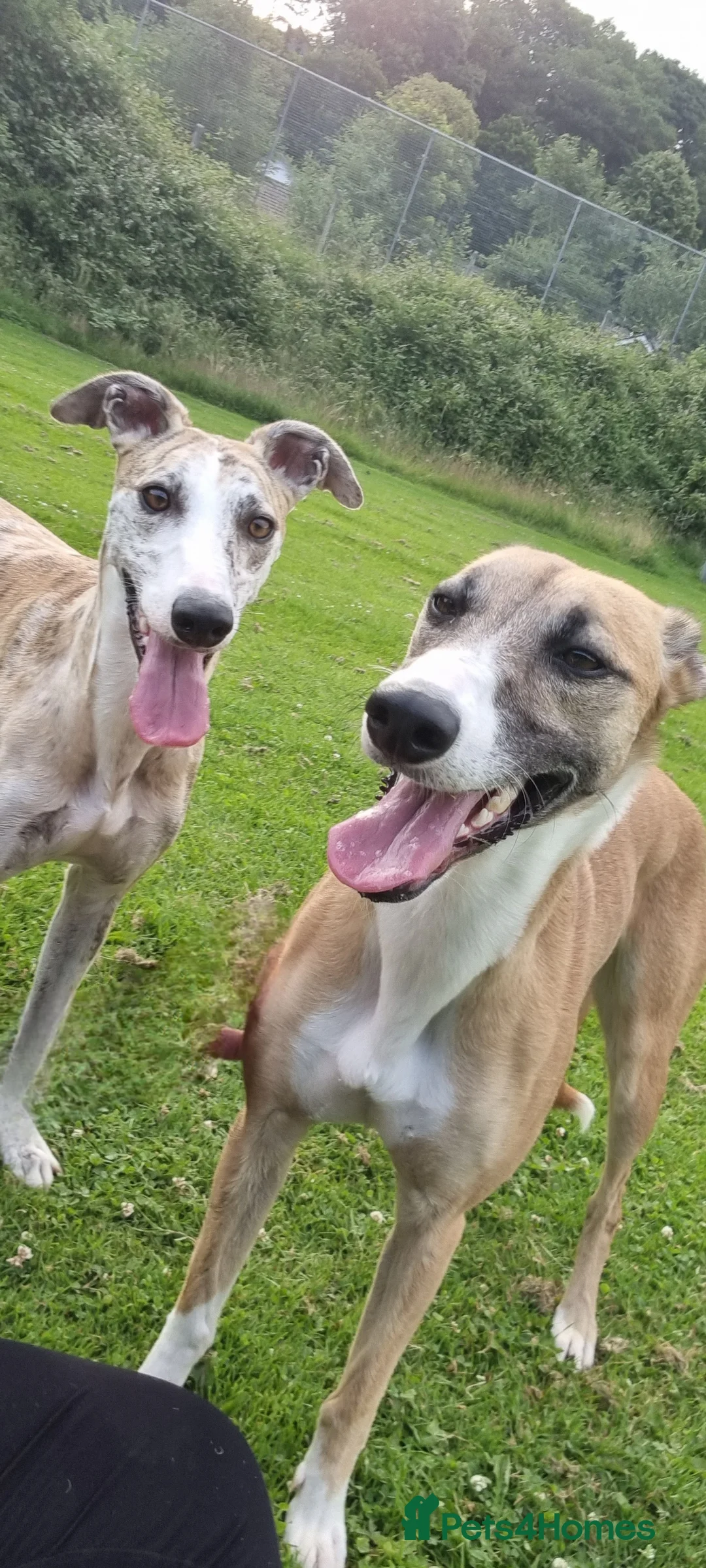 Mixed Breed dogs for sale: 2x female Whippet X Collie - Advert 2