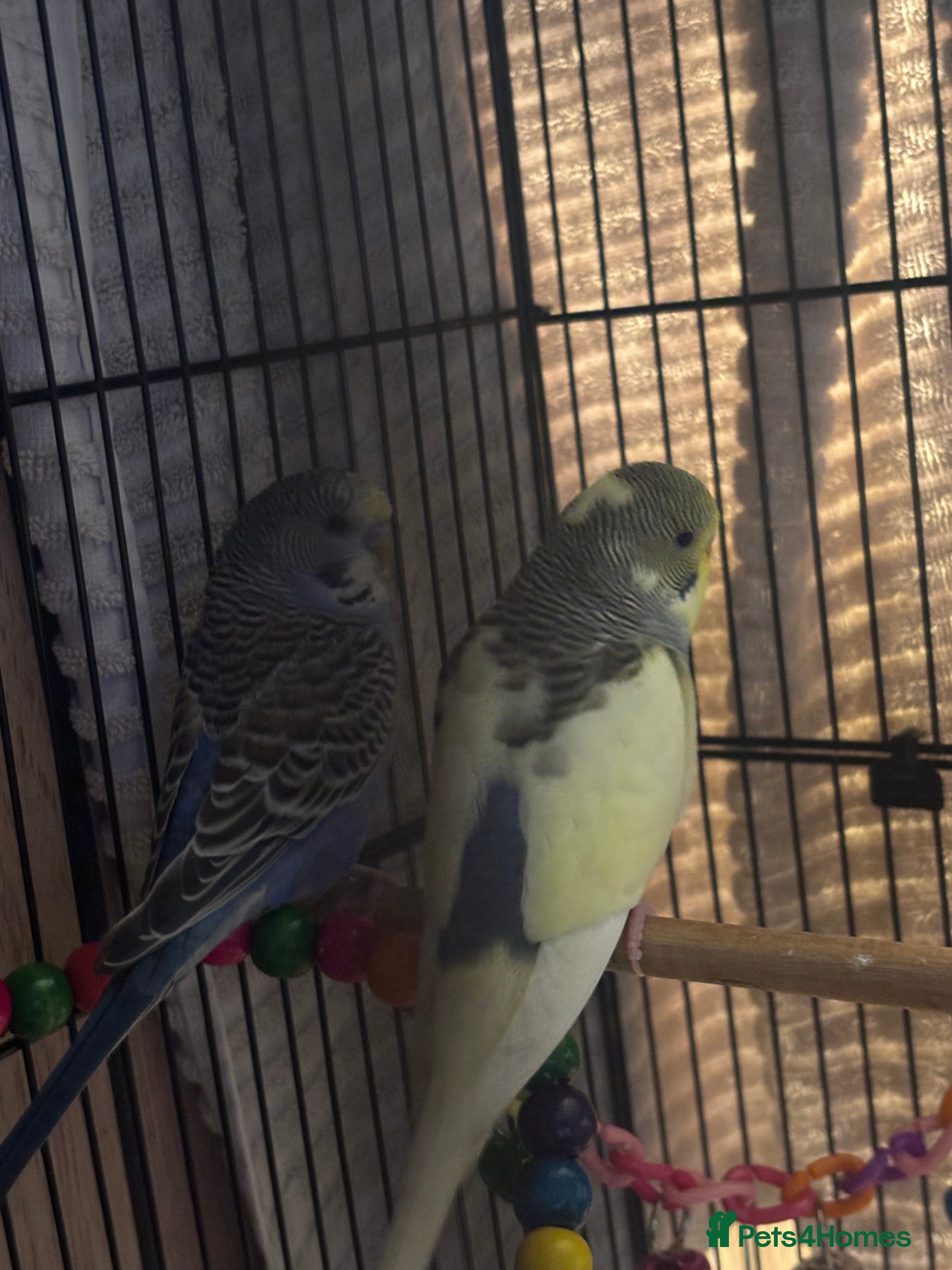 Budgerigars birds 2 Budgies and cage  - Advert 2