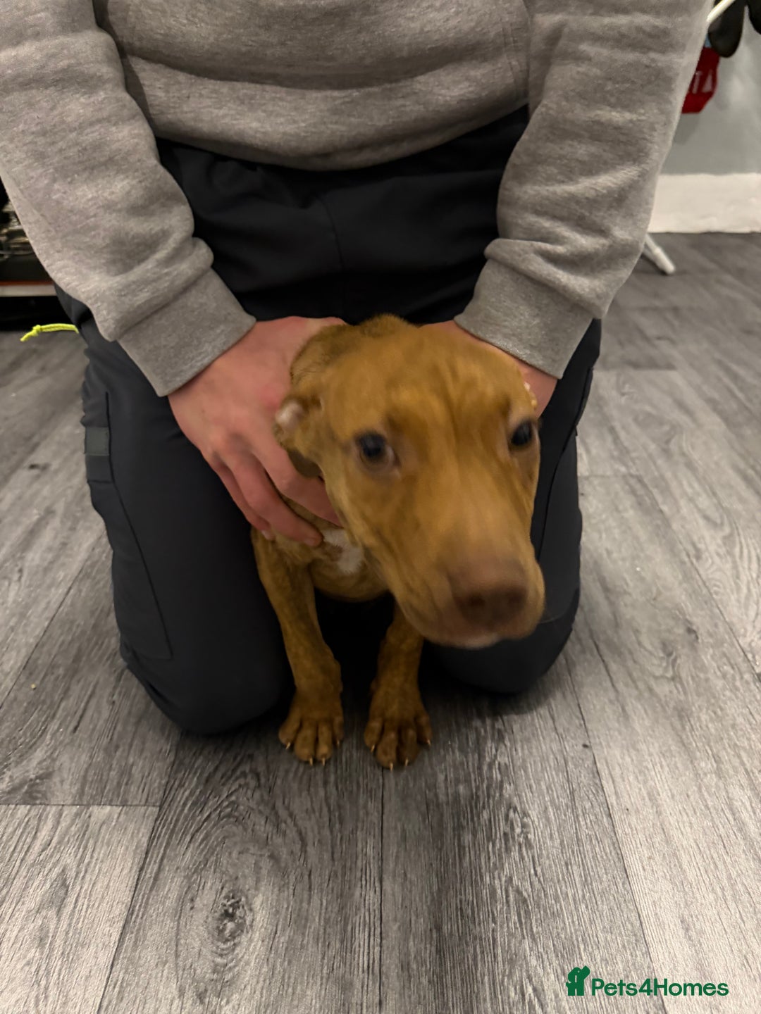 Staffordshire Bull Terrier dogs for sale: Female staff puppy - Advert 26