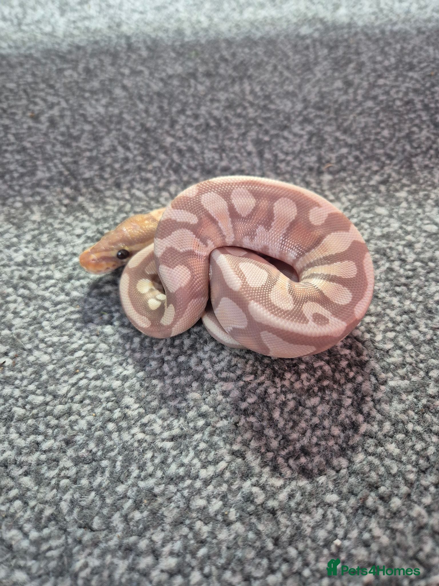 Python Snake reptiles Juvenile ball pythons  - Advert 2