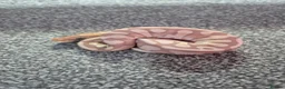 Python Snake reptiles for sale: Juvenile ball pythons  - Advert 2