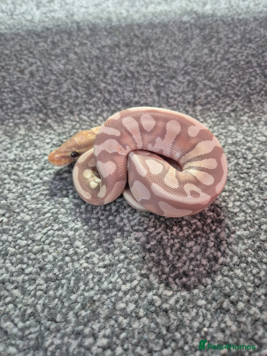Python Snake reptiles for sale: Juvenile ball pythons  - Advert 2