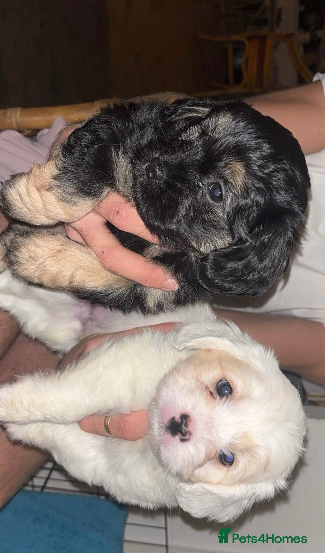 Mixed Breed dogs for sale:  Healthy Cavapoo x French Velvet Bulldog Puppies - Advert 14