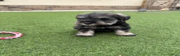 Miniature Schnauzer dogs for sale: 🐾 KC Registered Miniature Schnauzer Puppies 🐾 - Advert 13