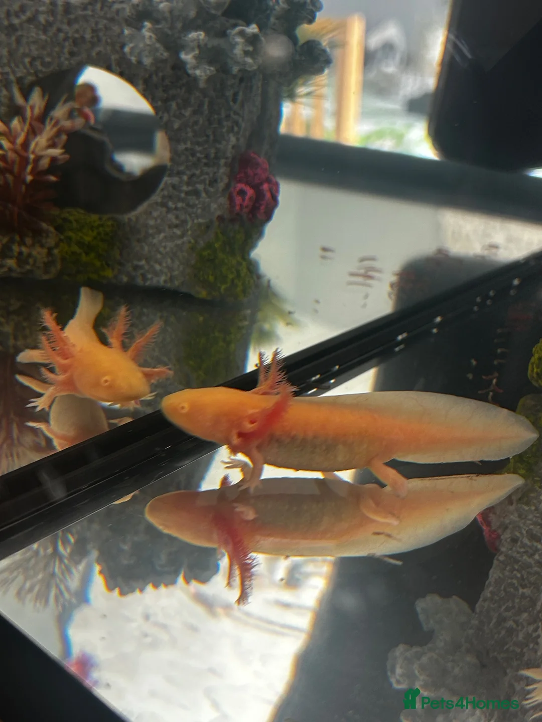 Axolotl reptiles for sale: 18 month old Golden axolotl  in Stourport-on-Severn - Advert 11