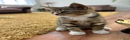 Mixed Breed cats for sale: Half British Short hair mixed breed  - Advert 11