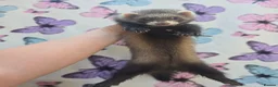 Ferret rodents for sale: Angora ferrets  - Advert 3