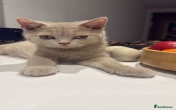 British Shorthair cats for sale: Beautiful British ShortHair Rare Fawn - Advert 4