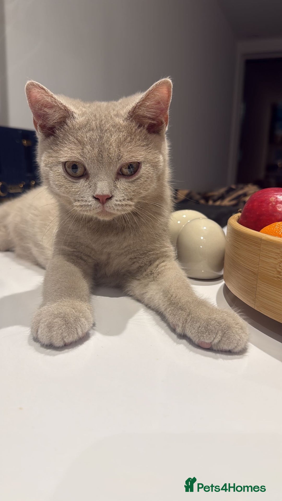 British Shorthair cats for sale: Beautiful British ShortHair Rare Fawn - Advert 4