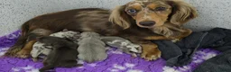 Miniature Dachshund dogs for sale: Long haired miniature dachshunds - Advert 1