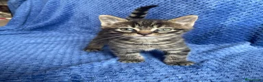 Maine Coon Kitten 1