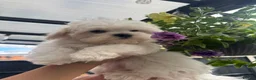 Maltese dogs for sale: 😍Tiny pedigree Maltese puppies🥰  - Advert 5