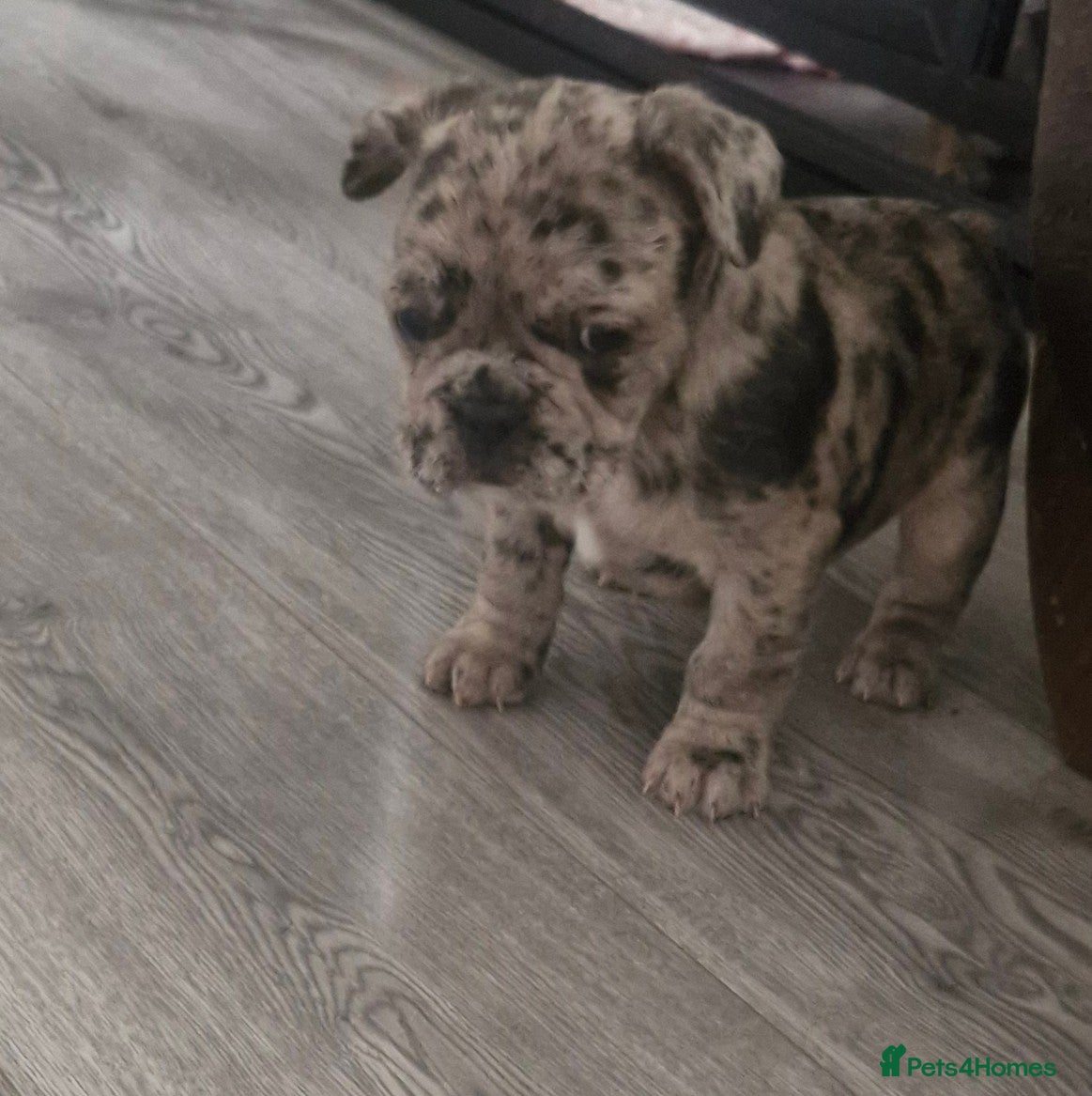 French Bulldog dogs Miss little French puppy  - Advert 2