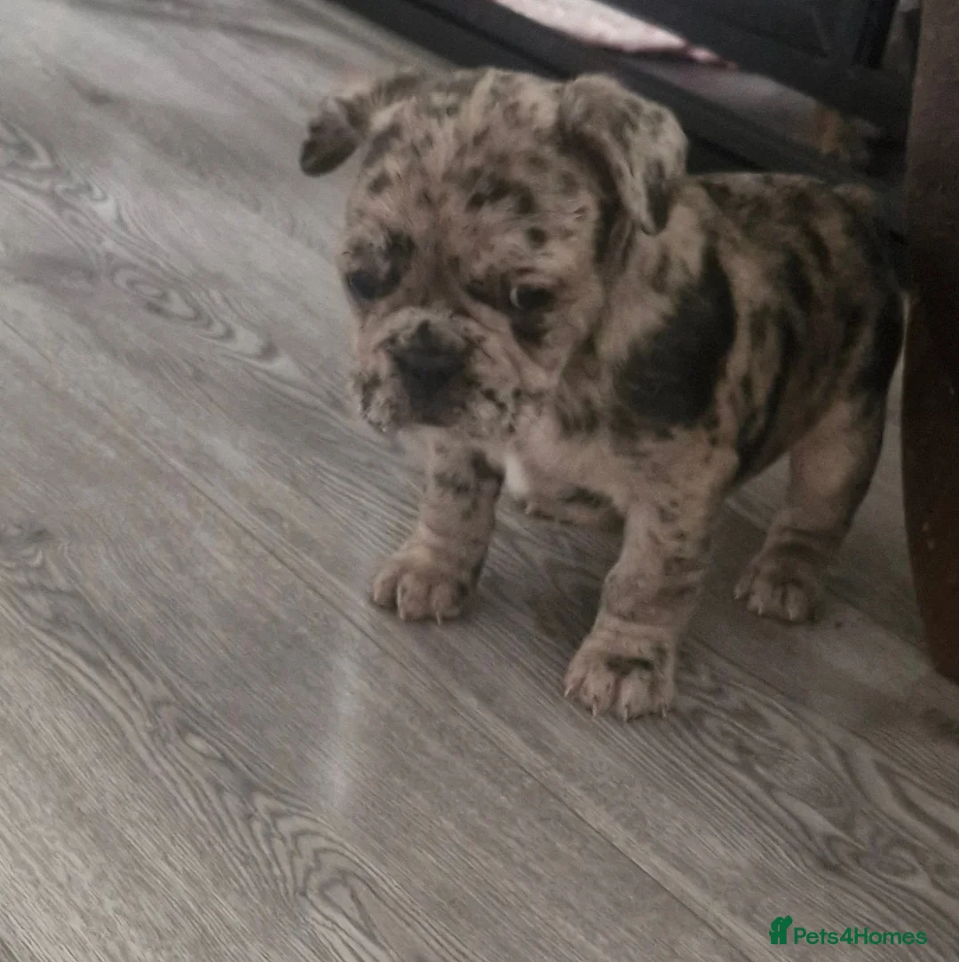 French Bulldog dogs for sale: Miss little French puppy  - Advert 1