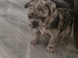 French Bulldog dogs Miss little French puppy - Advert 2