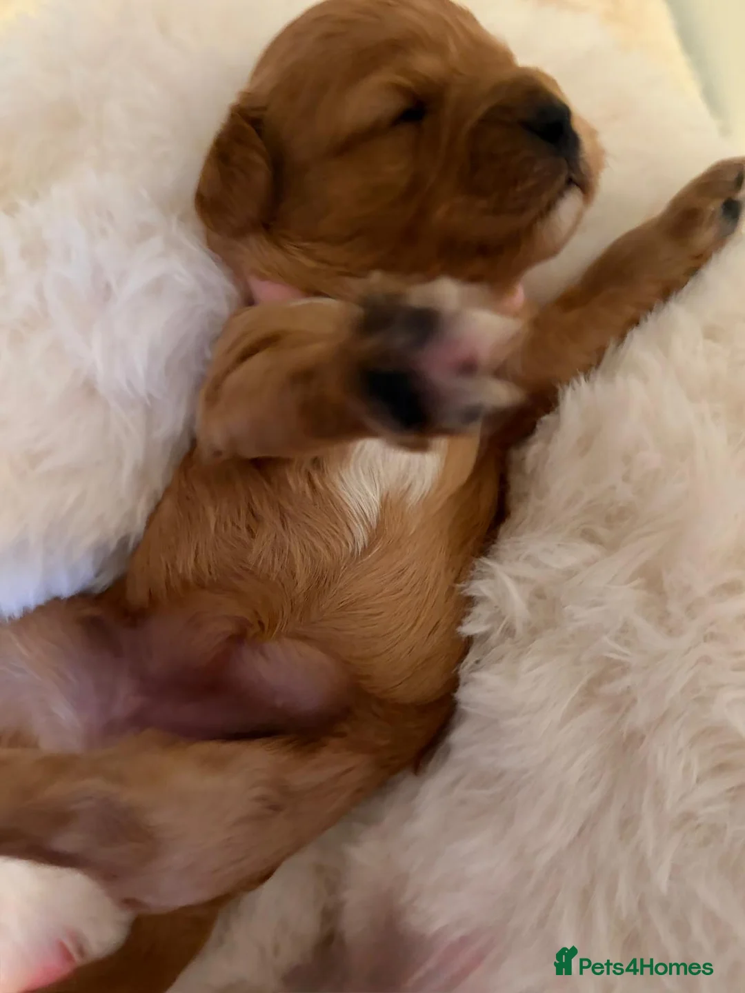 Cavapoo dogs for sale: Cavapoo Puppies F1B - Advert 11