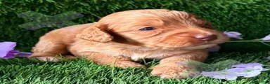 Cockapoo 7