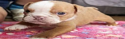 English Bulldog dogs for sale: ENGLISH BULLDOG  - Advert 5