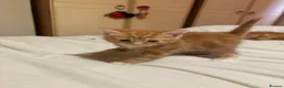 Mixed Breed cats for sale: 3 gorgeous fluffy kittens - Advert 3