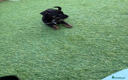 Mixed Breed dogs for sale: Yorkshire terrier x jack Russel *READY NEXT WEEK* - Image 19